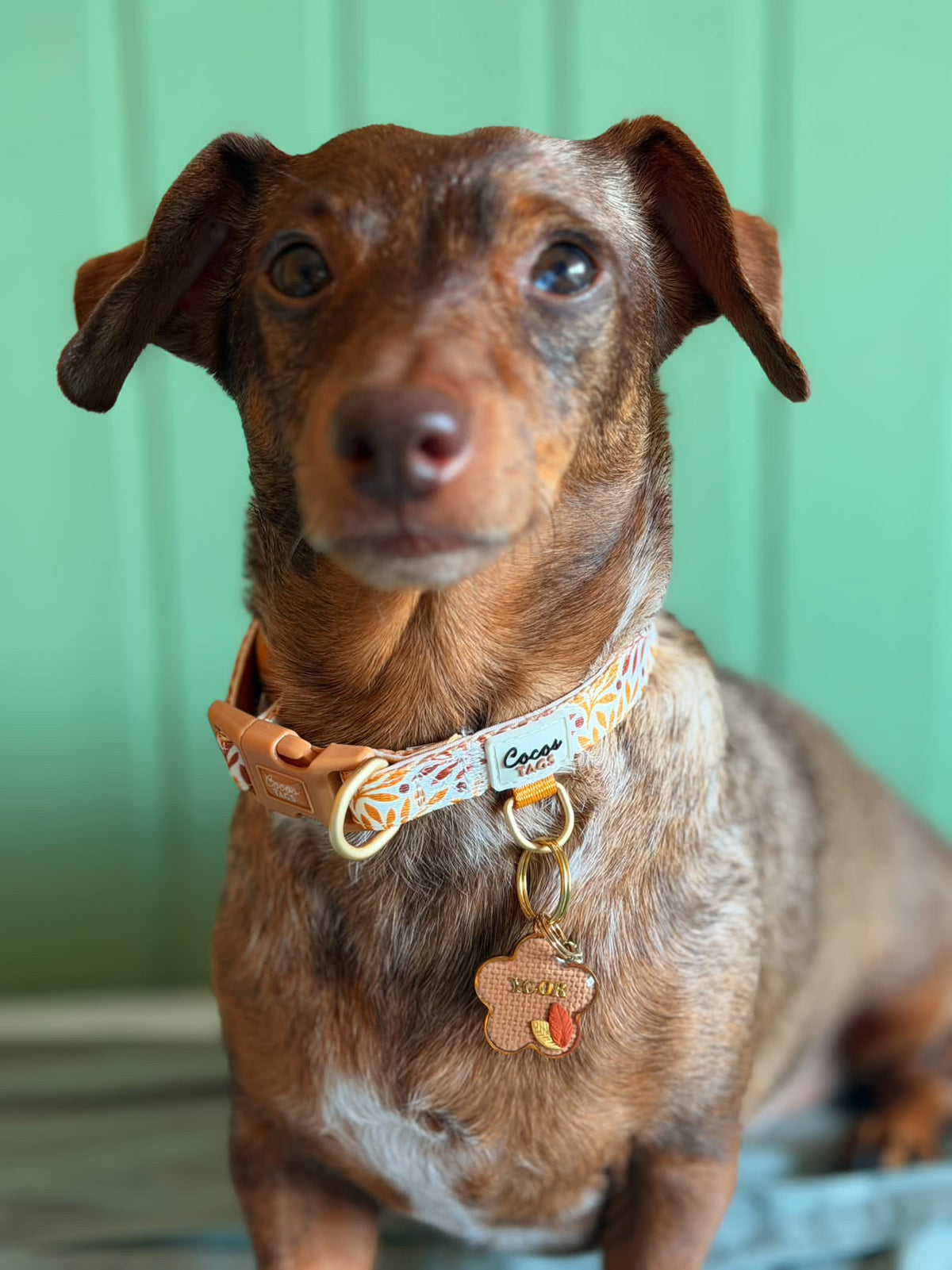 Collar Dual Marrón