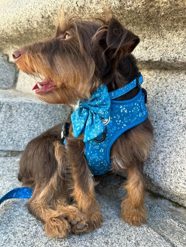 Arnés ajustable Madrid Turquesa