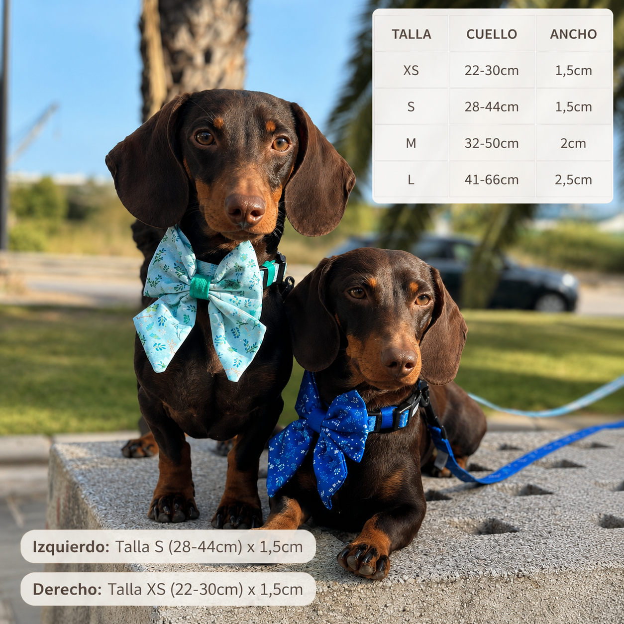 Pack Collar Menta